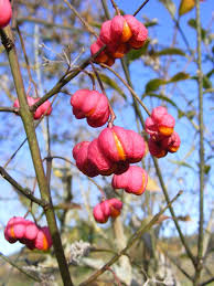 Attēlu rezultāti vaicājumam “Euonymus europaeus bud”