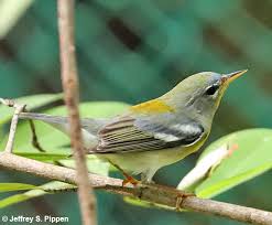 Image result for Parula americana