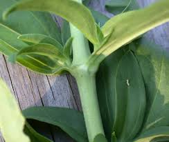 Attēlu rezultāti vaicājumam “Saponaria officinalis leaf”