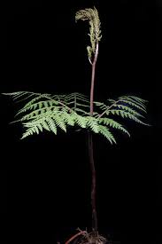 Attēlu rezultāti vaicājumam “Botrychium virginianum”