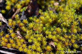 Attēlu rezultāti vaicājumam “Syntrichia”