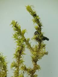 Attēlu rezultāti vaicājumam “Racomitrium canescens”