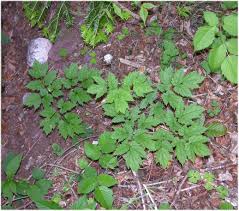 Attēlu rezultāti vaicājumam “Actaea spicata leaf”