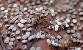 Attēlu rezultāti vaicājumam “Diderma hemisphaericum macro”