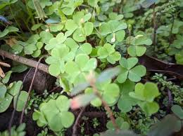 Attēlu rezultāti vaicājumam “Oxalidaceae”