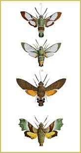 Attēlu rezultāti vaicājumam “Hemaris fuciformis”