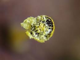 Attēlu rezultāti vaicājumam “Craterium leucocephalum macro”