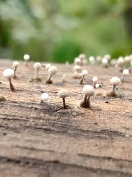 Attēlu rezultāti vaicājumam “Physarum, Nannengaella sp.”