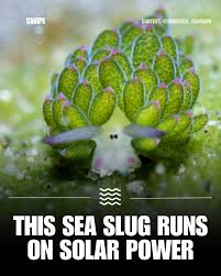 Attēlu rezultāti vaicājumam “Cephaloziella elachista macro”