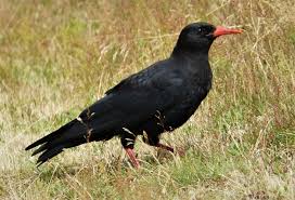 Image result for Pyrrhocorax pyrrhocorax