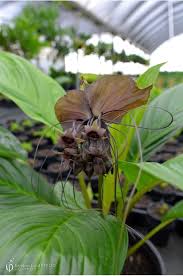 Image result for Tacca chantrieri
