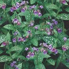 Attēlu rezultāti vaicājumam “Pulmonaria saccharata”