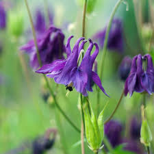 Attēlu rezultāti vaicājumam “Aquilegia vulgaris flower”