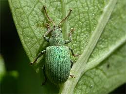 Attēlu rezultāti vaicājumam “Phyllobius”
