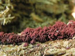 Attēlu rezultāti vaicājumam “Arcyria affinis”