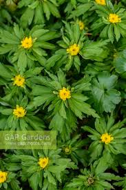 Attēlu rezultāti vaicājumam “Anemone ranunculoides leaf”