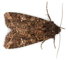 Attēlu rezultāti vaicājumam “Mamestra brassicae”