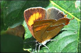 Attēlu rezultāti vaicājumam “Thecla betulae male”