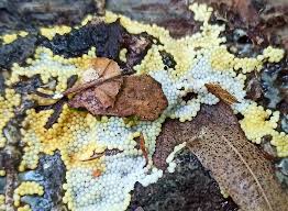 Attēlu rezultāti vaicājumam “Trichia varia young”