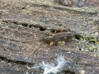 Attēlu rezultāti vaicājumam “Dendrophagus crenatus”