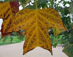 Attēlu rezultāti vaicājumam “Liriodendron tulipifera leaf”