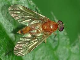 Attēlu rezultāti vaicājumam “Rhagionidae”