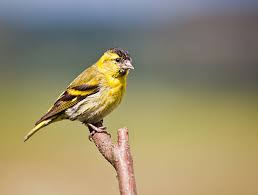Attēlu rezultāti vaicājumam “Carduelis spinus male”