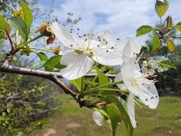 Attēlu rezultāti vaicājumam “Pyrus communis”