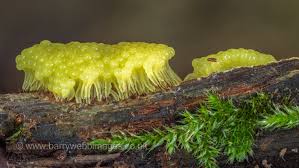 Attēlu rezultāti vaicājumam “Stemonitis flavogenita”