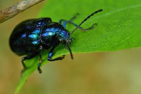 Attēlu rezultāti vaicājumam “Chrysomelidae”