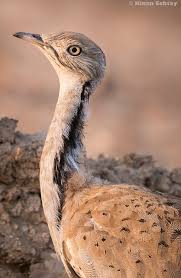 Image result for Chlamydotis macqueenii