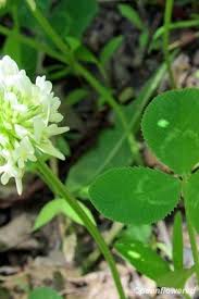 Attēlu rezultāti vaicājumam “Trifolium aureum leaf”