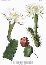 Image result for Cactaceae