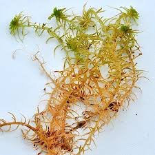 Attēlu rezultāti vaicājumam “Sphagnum flexuosum”