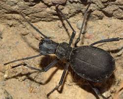 Attēlu rezultāti vaicājumam “Cortodera femorata”