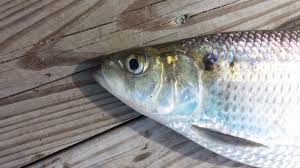 Image result for Alosa mediocris