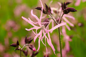Attēlu rezultāti vaicājumam “Lychnis flos-cuculi flower”