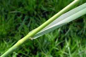 Attēlu rezultāti vaicājumam “Festuca altissima leaf”