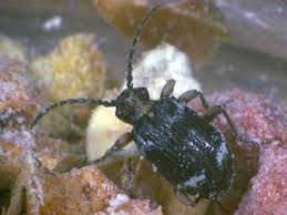 Attēlu rezultāti vaicājumam “Ptinus sp. male”