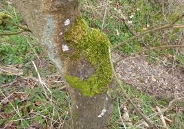 Attēlu rezultāti vaicājumam “Metzgeria furcata”