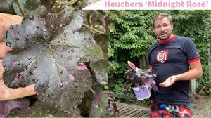 Image result for Heuchera `Midnight Rose`