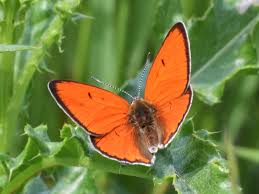 Attēlu rezultāti vaicājumam “Lycaena dispar”