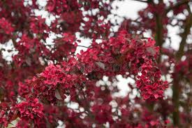 Attēlu rezultāti vaicājumam “Malus purpurea flower”