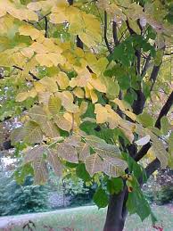 Attēlu rezultāti vaicājumam “Cladrastis kentukea”