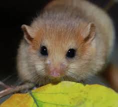 Attēlu rezultāti vaicājumam “Muscardinus avellanarius”