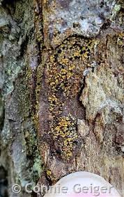 Attēlu rezultāti vaicājumam “Hypocenomyce friesii”