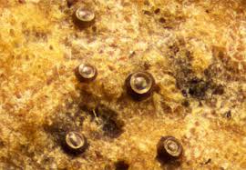 Attēlu rezultāti vaicājumam “Licea pusilla”