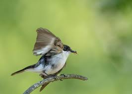 Attēlu rezultāti vaicājumam “Ficedula hypoleuca”