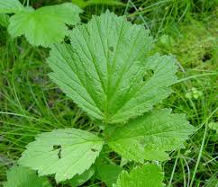 Attēlu rezultāti vaicājumam “Galium rivale fruit”