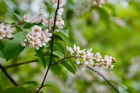 Attēlu rezultāti vaicājumam “Padus avium leaf”